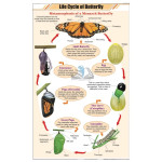 Life History of Butterfly Chart